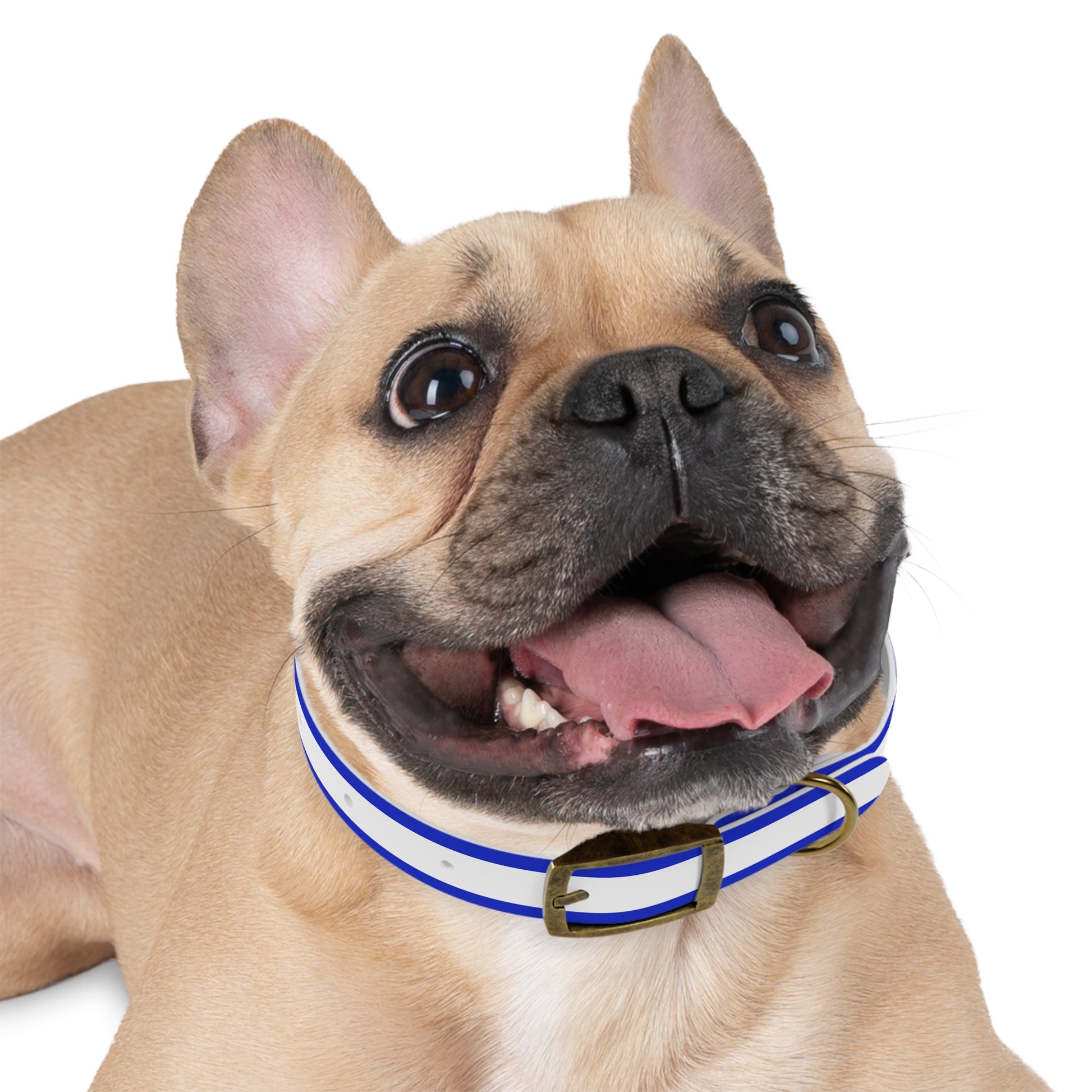 Bold Stripes Dog Collar - American Zionist